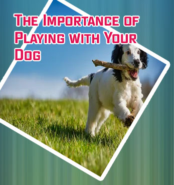 Puppy dogs playing